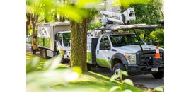 Arbutus Tree Service Ltd