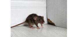 City Pest Control Inc