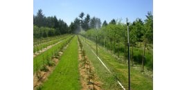 Hutchinson Nursery Sales Ltd