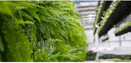 Colasanti Tropical Gardens, Inc