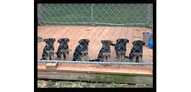 Citywide German Shepherds