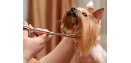 Paws and Spas Dog Grooming