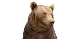 Great Bear Web Design