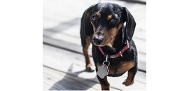 The Pampered Puppy Spa & Wellness Center