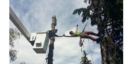 Arbour Crest Tree Services Ltd.