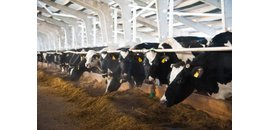 Ontario Wholesale Farm Direct