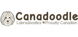 Canadoodle Labradoodles