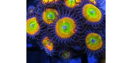 Aquarium Illusions Inc