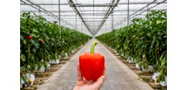 St. David's Hydroponics Ltd