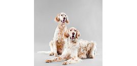 Grooming Institute