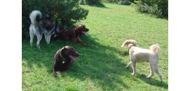 Black Dog Pet Resort